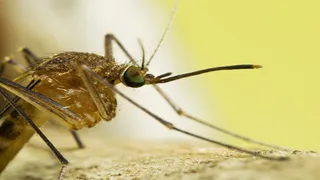 Top 10 Deadliest Diseases for Crew