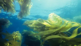 It's Not Easy Being Green