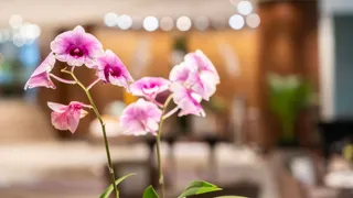 A Guide to Caring for Orchids on Board