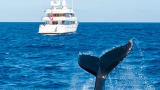 EYOS Expeditions Makes Historic Discovery on Board M/Y Solace